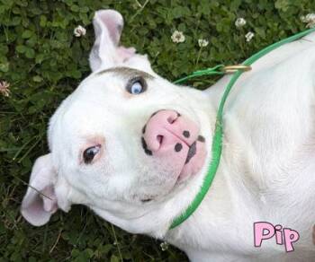 Pip -  Pit Bull Terrier and Australian Shepherd Dog for Adoption in Mason, Michigan - Pip | PetCurious