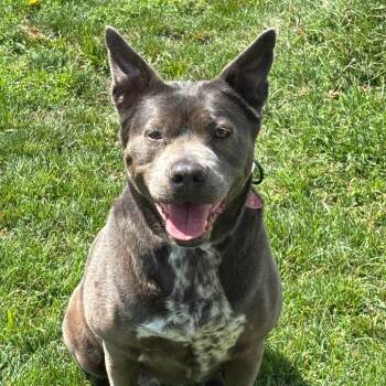 Marilyn -  Mixed Breed Dog for Adoption in Medford, Oregon - Marilyn | PetCurious
