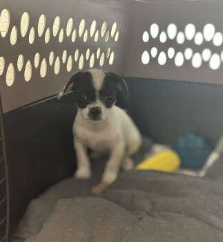 Rescue Chihuahua Dogs for Adoption in Kennewick, Washington - MacAroni | PetCurious