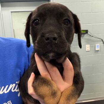 Dazzle -  Rottweiler and Mixed Breed Dog for Adoption in Greensboro, North Carolina - Dazzle | PetCurious