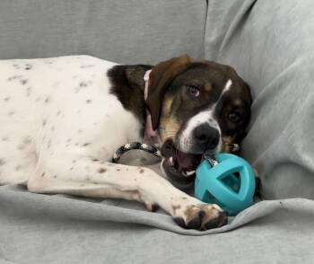 Pointer Dogs Available for Adoption - Available For Adoption - Skoda (MI, USA) | PetCurious