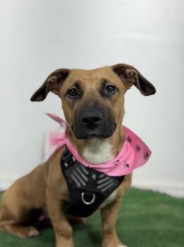 Amalie-One of our Amazing Rescue Dogs -  Corgi and Black Mouth Cur Dog for Adoption in Carlsbad, California - Amalie-One Of Our Amazing Rescue Dogs | PetCurious