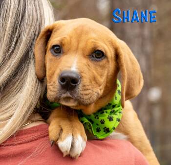 Mixed Breed Dogs Available for Adoption - Shane | PetCurious