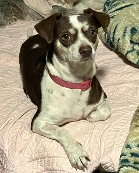 Chihuahua Dogs Available for Adoption in Elkton, Maryland - Zoe | PetCurious