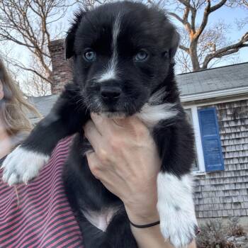 Black Labrador Retriever Dogs Available for Adoption in Andover, Massachusetts - Mighty Duck Skates ~ Local Girl | PetCurious
