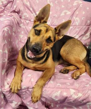 JODIE -  German Shepherd Dog Dog for Adoption in Brunswick, Georgia - JODIE | PetCurious