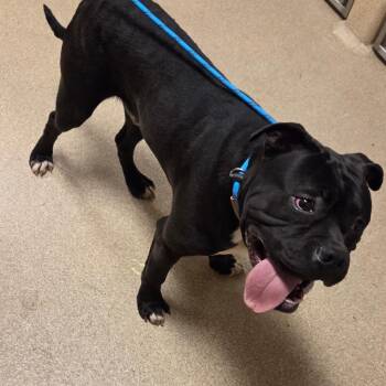 American Bulldog Dogs Available for Adoption - Chucky | PetCurious