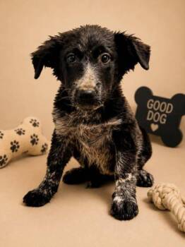 Dottie -  Australian Cattle Dog Blue Heeler and Mixed Breed Dog for Adoption in Bowling Green, Kentucky - Dottie | PetCurious