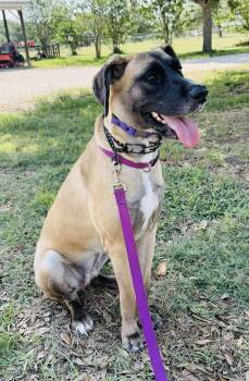 Rescue Great Dane Dogs for Adoption in Bullard, Texas - Katie | PetCurious