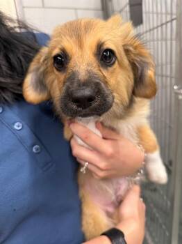 ZILTCH -  Australian Shepherd Dog for Adoption in Baytown, Texas - ZILTCH | PetCurious