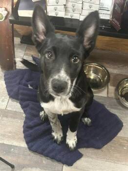 Mixed Breed Dogs Available for Adoption in Emmett, Idaho - Puppy - Sadie | PetCurious