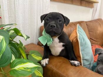 Pit Bull Terrier and Labrador Retriever Dogs Available for Adoption in Friendswood, Texas - Rover Journey | PetCurious