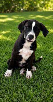 Trudy -  Plott Hound Dog for Adoption in Colorado Springs, Colorado - Trudy | PetCurious