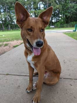Rescue Labrador Retriever and Australian Shepherd Dogs for Adoption in Douglasville, Georgia - David | PetCurious