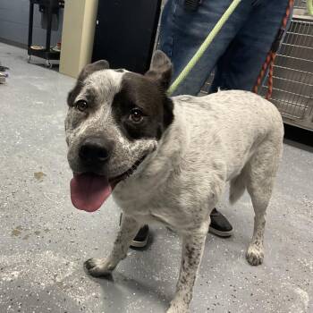 Australian Cattle Dog Blue Heeler and Mixed Breed Dogs Available for Adoption - Link | PetCurious