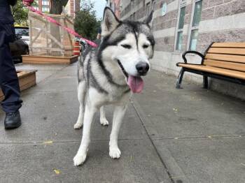 Prospector -  Siberian Husky Dog for Adoption in New York, New York - Prospector | PetCurious