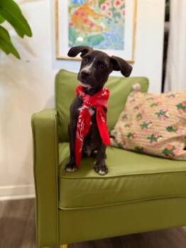 Robin Boy Wonder Super Hero -  Black Labrador Retriever and Pit Bull Terrier Dog for Adoption in Friendswood, Texas - Robin Boy Wonder Super Hero | PetCurious