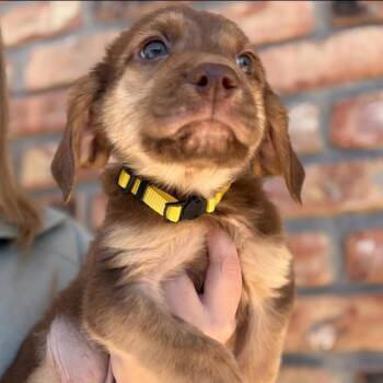 Labrador Retriever Dogs Available for Adoption - Goose | PetCurious