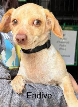 Chihuahua Dogs Available for Adoption in New Baltimore, Michigan - Endive | PetCurious