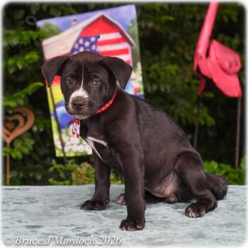 Baku -  Labrador Retriever Dog for Adoption in Wake Forest, North Carolina - Baku | PetCurious