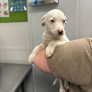 Red -  Mixed Breed Dog Available for Adoption in Columbiana, Alabama - Red | PetCurious