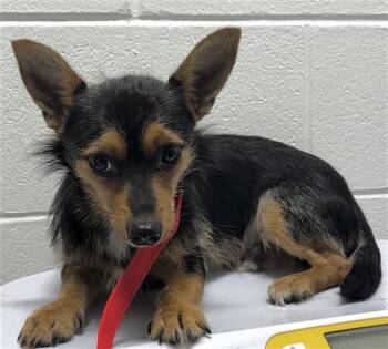 MARIO -  Chihuahua Dog for Adoption - MARIO | PetCurious