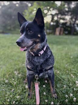 Maya -  Cattle Dog Dog for Adoption in Holly Springs, North Carolina - Maya | PetCurious