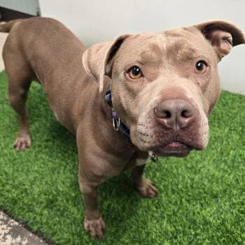 Pit Bull Terrier Dogs Available for Adoption - Kissy | PetCurious