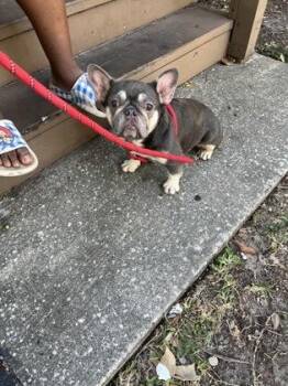 Eevee -  French Bulldog and Mixed Breed Dog for Adoption in Gainesville, Florida - Eevee | PetCurious