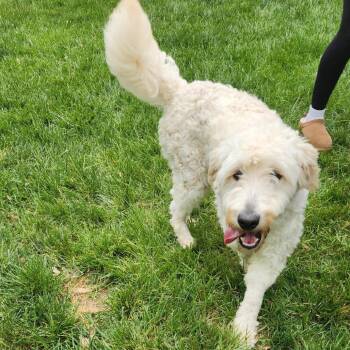 Poodle Dogs Available for Adoption in Rockville, Maryland - Daffodil | PetCurious