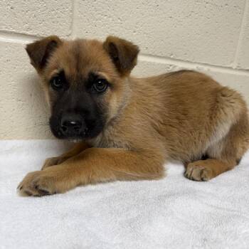 Mixed Breed Dogs Available for Adoption - Fossil | PetCurious