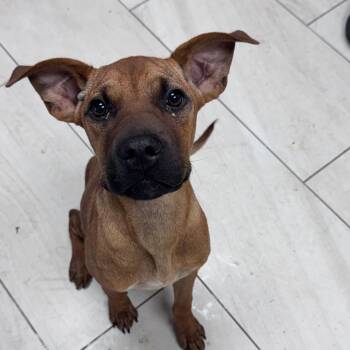 Sybil -  Mixed Breed Dog for Adoption in Lufkin, Texas - Sybil | PetCurious