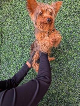 61520996 -  Yorkshire Terrier and Mixed Breed Dog for Adoption in El Paso, Texas - 61520996 | PetCurious