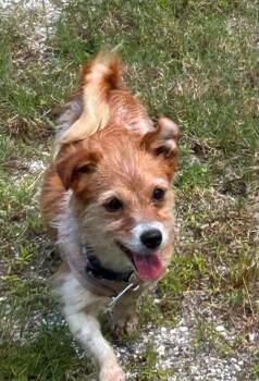 Miss Mitt (Must be adopted with Milo) -  Terrier Dog for Adoption in Osteen, Florida - Miss Mitt (Must Be Adopted With Milo) | PetCurious