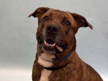 Koda -  German Shepherd Dog and Pit Bull Terrier Dog for Adoption in Golden Valley, Minnesota - Koda | PetCurious