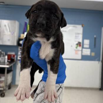Nayomi -  Mixed Breed Dog for Adoption in Indianapolis, Indiana - Nayomi | PetCurious