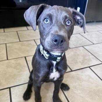 Demi D69759 -  Australian Cattle Dog Blue Heeler and Mixed Breed Dog for Adoption in Minnetonka, Minnesota - Demi D69759 | PetCurious