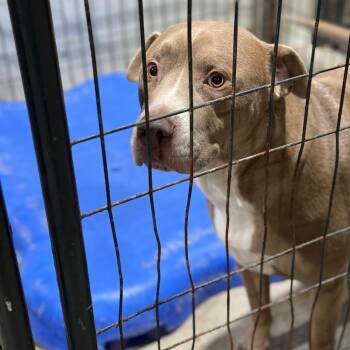 Pit Bull Terrier and Labrador Retriever Dogs Available for Adoption - Bert | PetCurious