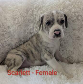 Scarlett -  Great Pyrenees Dog for Adoption in Cheektowaga, New York - Scarlett | PetCurious