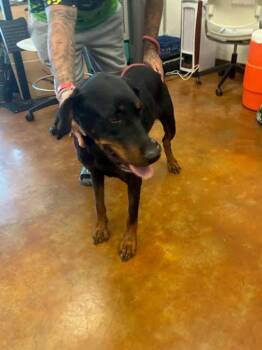 Cruella -  Doberman Pinscher Dog for Adoption in Austin, Texas - Cruella | PetCurious