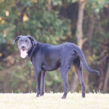 Bear Beaux -  Mixed Breed Dog for Adoption in Groveland, Massachusetts - Bear Beaux | PetCurious