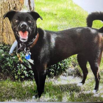 Rescue Patterdale Terrier Fell Terrier and Feist Dogs for Adoption in West Palm Beach, Florida - Veda | PetCurious