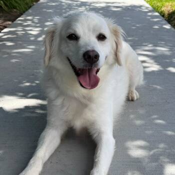 Charlie -  Retriever Dog for Adoption in Newport Beach, California - Charlie | PetCurious
