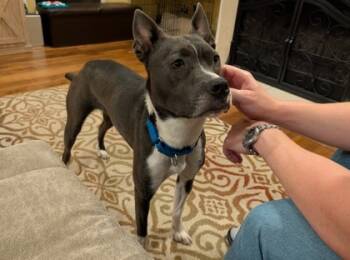 Rescue Mixed Breed Dogs for Adoption in Fort Worth, Texas - Lacie | PetCurious