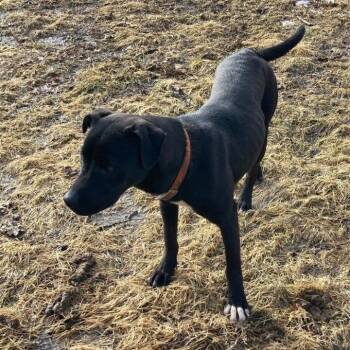 Pit Bull Terrier and Labrador Retriever Dogs Available for Adoption - Booker | PetCurious