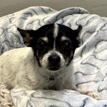 Chihuahua Dogs Available for Adoption - Lilac | PetCurious