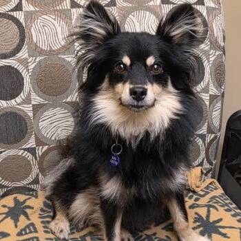 Diller -  Mixed Breed Dog for Adoption in Bellingham, Washington - Diller | PetCurious