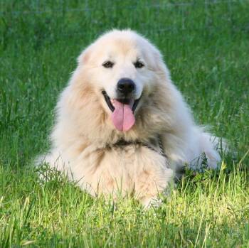 Rescue Great Pyrenees Dogs for Adoption in Gillsville, Georgia - Hutch | PetCurious