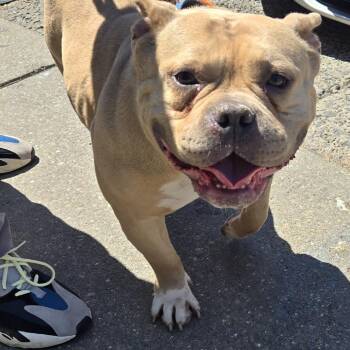 Pit Bull Terrier Dogs Available for Adoption in Newark, New Jersey - Molly | PetCurious