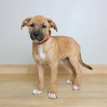 Naydra D70884 -  Pit Bull Terrier and German Shepherd Dog Dog for Adoption in Minnetonka, Minnesota - Naydra D70884 | PetCurious